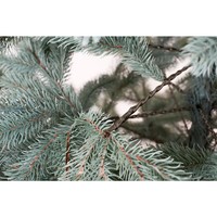 Новогодняя елка искусственная литая SIGA GROUP Ковалевская 180 см Голубая 4829221300180
